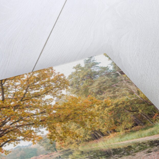 Basingstoke Canal by Assaf Frank